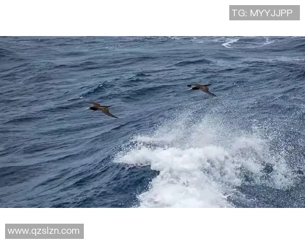 福冈与赞崎精彩对决直播全程回顾与精彩瞬间分析